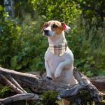 Plaid Dog Collar and Leash Set with Bow Tie