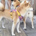 Personalized No Pull Dog Harness with Name