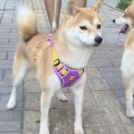 Personalized No Pull Dog Harness with Name