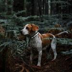 Reflective Waterproof Biothane Dog Collar - Pink