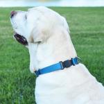 Biothane Waterproof Dog Collar with Quick Release Buckle