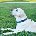 Biothane Waterproof Dog Collar with Quick Release Buckle