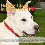 Personalized Red Rhinestone Dog Collar with Leash