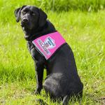 Service Dog Vest with ID Badge and Patch