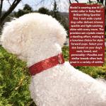 Personalized Red Rhinestone Dog Collar with Leash