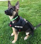 Reflective "Do Not Pet" Dog Patches and Tags