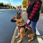 Service Dog Vest Kit with Handle and ID