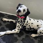 Apollo ECollar Replacement Strap for Dogs - Black