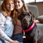 Heavy Duty Dog Tag Clips for Collars, 3 Sets