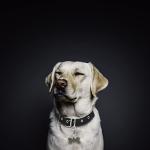 Pet ID Tags and Quick Clips - 3 Pack