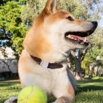 Personalized Silicone Dog Tag Silencers - 6 Pack