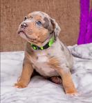 Soft Nylon Adjustable ID Collars for Puppies