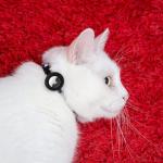 Reflective Cat Collars with AirTag Holders - 6 Pack