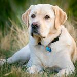 Nite IZE MicroLink Pet Tag Carabiners, 2-Pack