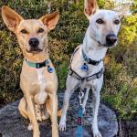 Soundless Custom Pet ID Tags - Blue Paw