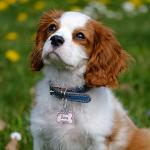 Personalized Glittery Bone Stainless Steel Pet ID Tags