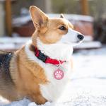 Personalized NFC & QR Code Pet ID Tag