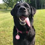 Personalized NFC & QR Code Pet ID Tag