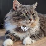 Custom Engraved Stainless Steel Pet ID Tags