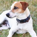 Custom 5-Pack Pet ID Tags with Addresses