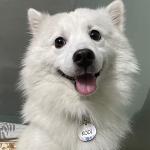 Personalized Heart-Shaped Pet ID Tags in Steel