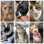 Personalized Stainless Steel Pet ID Tags