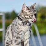 Custom Engraved Stainless Steel Pet ID Tags