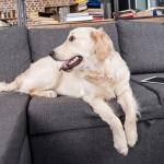 12-Pack Stainless Steel Slide-On Pet ID Tags