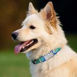 Personalized Silicone Dog and Cat ID Tags