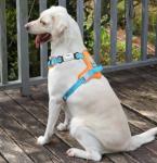 21 Blank Slide-On Silent Pet ID Tags