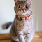 Silicone Dog Tag Holders – 6 Pack Black