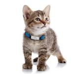 21 Blank Slide-On Silent Pet ID Tags