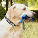 Service Dog Patches and ID Tag Set