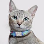 Personalized Silicone Dog and Cat ID Tags