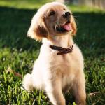 Silicone Dog Tag Holders – 6 Pack Black