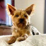 Personalized Stainless Steel Pet ID Tags