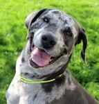 Lava Butte Black Dog ID Collar - Medium