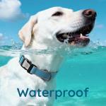 Personalized Reflective Dog Collar with QR Code