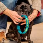 Custom Embroidered Dog Collar with Name & Number