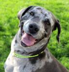 Maui Mountain Rope Dog ID Collar - Medium