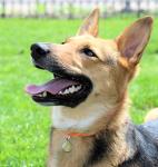 Firecracker Thin Mountain Rope Dog ID Collar - Medium