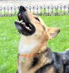 Firecracker Thin Mountain Rope Dog ID Collar - Medium