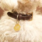 Personalized Engraved Pet ID Tags - 5 Pack