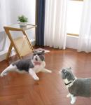 Personalized Pink Cat Collar with Bowtie and QR Code