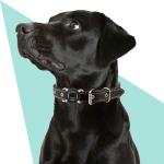 Waterproof Dog Collar Holder for Apple AirTag