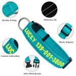 Custom Embroidered Dog Collar with Name & Number