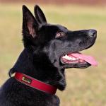 Reflective Adjustable Tactical Dog Collar - Red