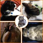 Reflective Breakaway Nylon Cat Collars with Bell