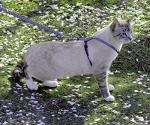 PetSafe Kitty Harness and Bungee Leash - Lilac