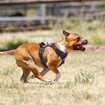 PoyPet No Pull Reflective Dog Harness - Pink